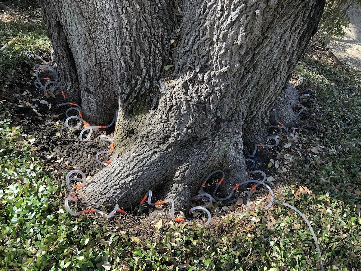 Detailed Tree Cabling and Bracing job site in Auburn